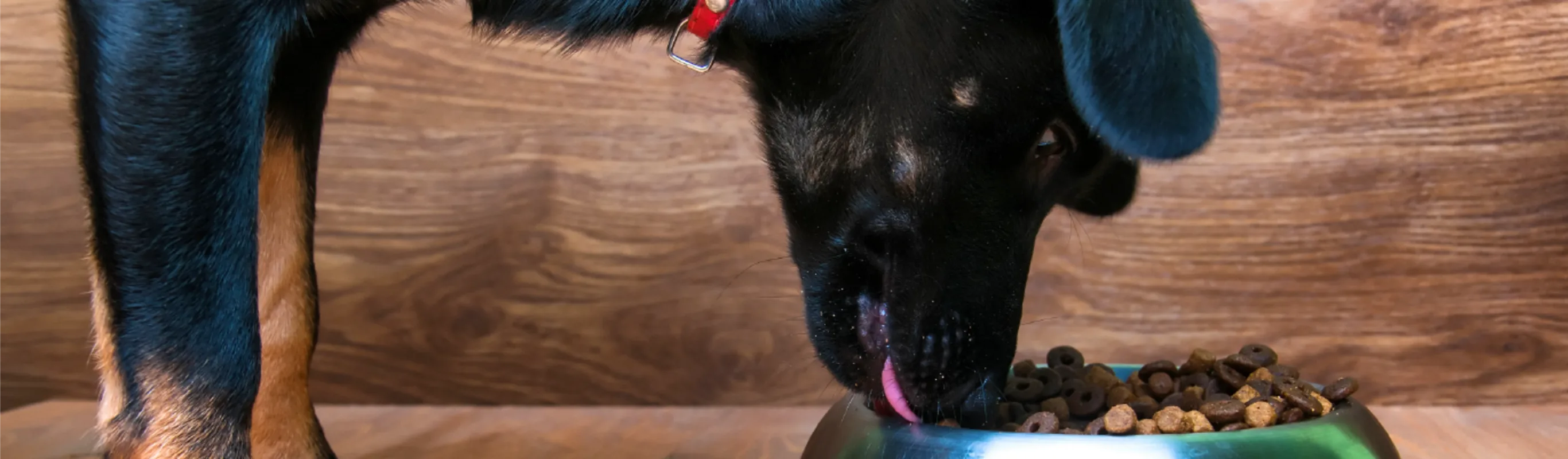 A close up of a large black dog eating food from a bowl